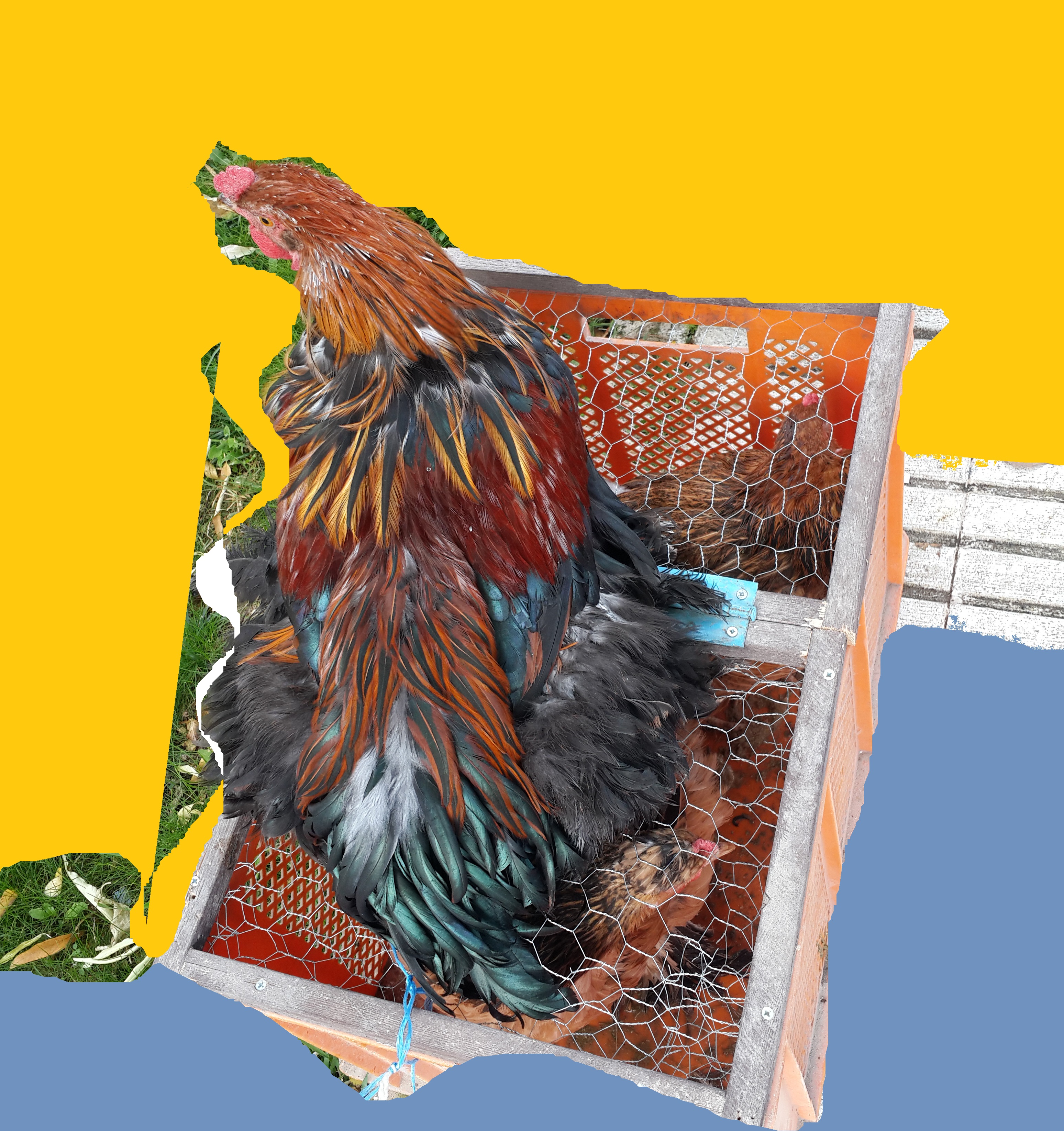 Bitpazarı Eskişehir 2014 “Ekmek Sepeti Güzeli ”